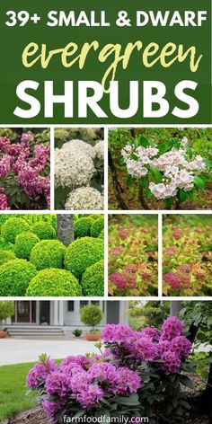 39 Small and Dwarf Evergreen Shrubs For Small Landscapes 44 Small Low Maintenance Shrubs, Small Evergreen Garden Ideas, Small Shrubs In Front Of House, Small Bushes For Landscaping, Small Shrubs For Landscaping, Low Growing Evergreen Shrubs, Evergreen Foundation Planting, Burning Bush Shrub, Small Evergreen Shrubs