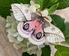 a moth sitting on top of a green plant next to white and pink flowers with leaves around it