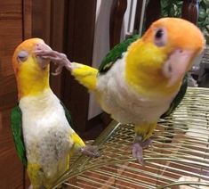 two yellow and green parakeets sitting on top of a metal cage next to each other