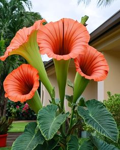 three large orange flowers in front of a house with palm trees and bushes behind them