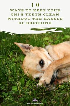 a brown dog laying in the grass with its head on it's paws and text overlay reads, 10 ways to keep your chis teeth clean without the hasslee