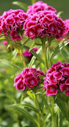 pink flowers are blooming in the garden