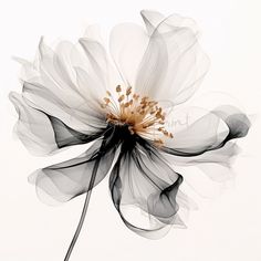 a white flower with black and gold stamens