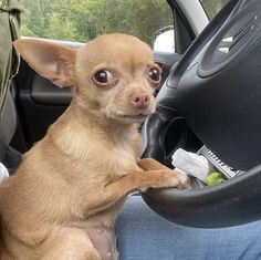 a small brown dog sitting in the driver's seat of a car with it's paw on the steering wheel