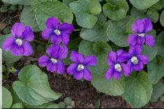 purple flowers are blooming in the ground next to green leaves and dirt on the ground