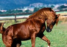 a brown horse standing on top of a lush green field