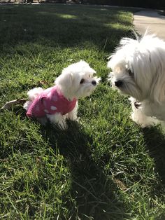 two small white dogs playing in the grass