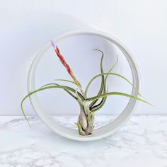 an air plant in a glass bowl on a marble countertop with white walls and flooring