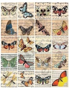 many different butterflies on top of sheet music