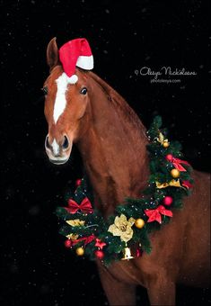 a brown horse wearing a christmas wreath around it's neck with a red santa hat on its head