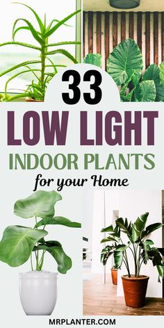 A variety of lush Low Light Indoor Plants including the Iron Plant and Peace Lily. Plant Lighting Guide, Indoor Shade Plants, Indoor Plant Lights, Low Light House Plants, Indoor Plants Low Light, Low Light Indoor Plants, Cast Iron Plant, Corn Plant