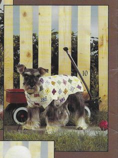 a dog wearing a sweater standing in front of a wooden fence with a wheel barrow