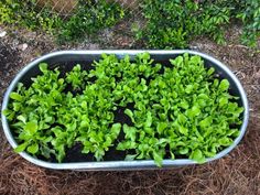 a metal container filled with lots of green plants