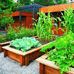 several wooden planters filled with green plants