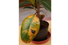 a potted plant with yellow and brown spots on it's leaves, sitting on a table