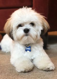 a small white dog sitting on the floor