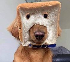 a brown dog wearing a toaster on its head