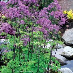 purple flowers are blooming in the garden next to some rocks and plants with green leaves