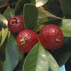 two cranberries are on the branch of a tree