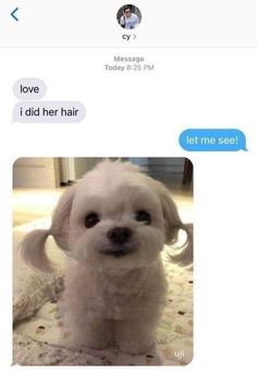 a white dog sitting on top of a bed next to a text message that reads, love