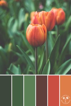 an orange tulip is in the middle of some green leaves and color swatches