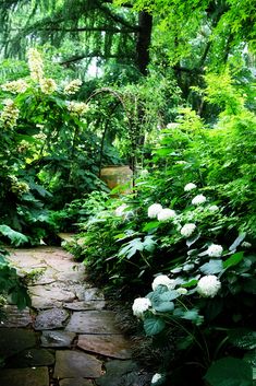 a stone path in the middle of a lush green forest