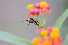 a close up of a bee on a flower