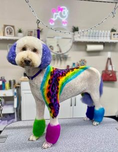 a white dog with purple boots and a tie dye shirt on top of a table