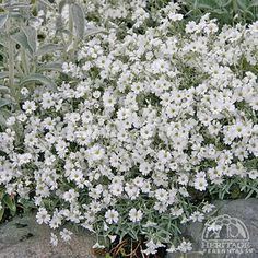 some white flowers are growing out of the ground