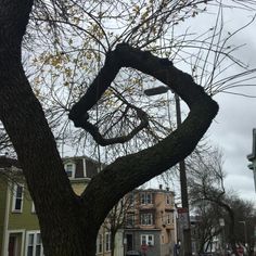 a tree that is in the middle of a street with cars parked on both sides