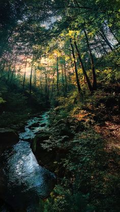 a stream running through a lush green forest