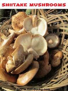 a basket full of mushrooms sitting on the ground