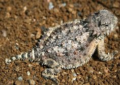 a close up of a small lizard on the ground