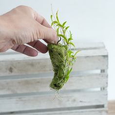 a person is holding a plant in their hand