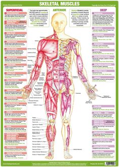 the skeletal muscles and their major functions in human body, with text on green background