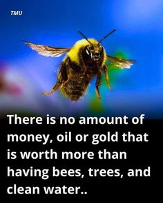 there is no amount of money, oil or gold that is worth more than having bees, trees, and clean water