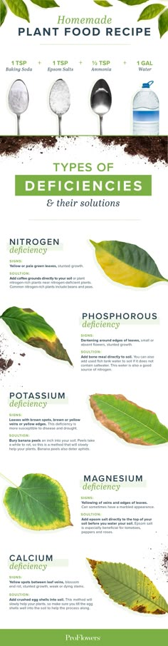 an info sheet describing the different types of plants and how they are used to grow them