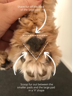 the paws and claws of a dog are shown with arrows pointing up to it's left