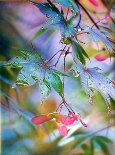 the leaves and flowers are covered with water droplets in this artistic photo, which is very colorful