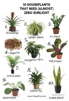 houseplants that need almost zero sunlight to grow in the winter and summer months