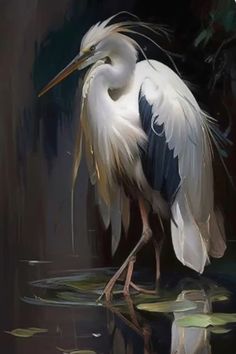 White Heron, Heron Art, Regnul Animal, White Egret, Bird Paintings, Birds Art, Beautiful Oil Paintings, Incubus, Art Print Display