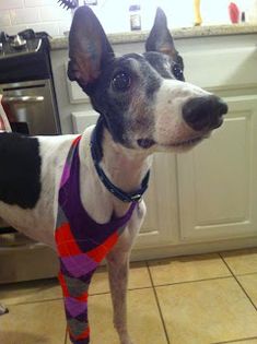 a black and white dog standing on top of a kitchen floor