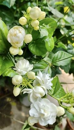 some white flowers and green leaves on a tree