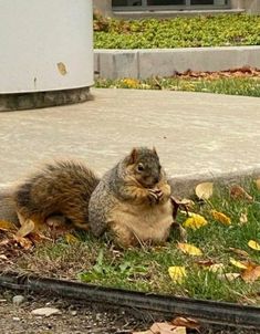 a squirrel is sitting on the ground in front of a building and eating some food