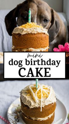 a dog is looking at a birthday cake with candles on it and the words happy dog birthday cake written in white