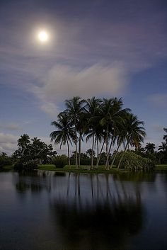 the moon shines brightly above palm trees and water