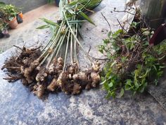 some plants that are sitting on the ground next to each other and dirt in front of them