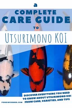 the complete care guide to ultimate koi