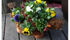 there is a potted plant with flowers in it on the deck outside by itself