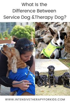 a woman is holding her dog in front of many other dogs and the words what is the difference between service dog & therapy dog?